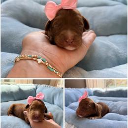 Bonbon - Red female Australian Labradoodle puppy in Summerfield, North Carolina from Four Oaks Labradoodles