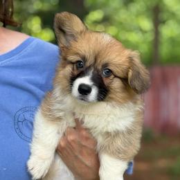 Full AKC fluff - Red female Pembroke Welsh Corgi puppy in Nashville, Arkansas from Whisenhunt Farms
