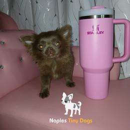 Chihuahua Puppies from Naples Tiny Dogs