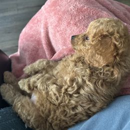 Boxer and Cavapoo Puppies from Acadian Kennels