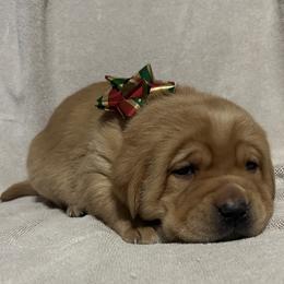 Emerson - Yellow male Labrador Retriever puppy in Alcester, South Dakota from Theresa Rhodes