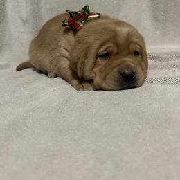 Emerson - Yellow male Labrador Retriever puppy in Alcester, South Dakota from Theresa Rhodes