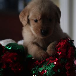 Golden Retriever Puppies from Cynthia's Golden Retrievers