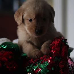 Golden Retriever Puppies from Cynthia's Golden Retrievers