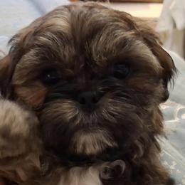 Cooper - Chocolate male Shih Tzu puppy in Lake Worth, Florida from Shih Tzu Cottage