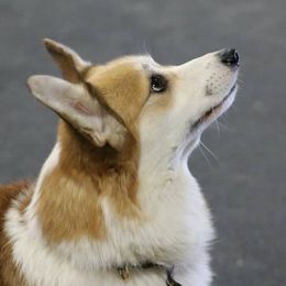 Pembroke Welsh Corgis from Emerald Hill Pembroke Welsh Corgis