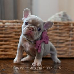 French Bulldog Puppies from Beason’s HomeGrown Frenchies