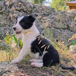 Slick - Black and white male Border Collie puppy in Custer, South Dakota from Pinpoint Border Collies