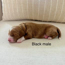 Black Male - Black male Goldendoodle puppy in Springville, Utah from JW Doodles
