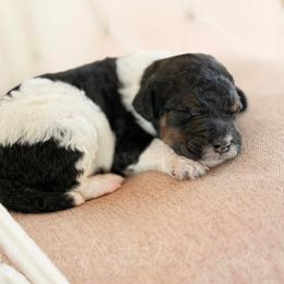 Mustang - Phantom male Poodle puppy in Hartwell, Georgia from Lake Hartwell Standard Poodles