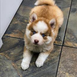 Cinnamon - Red and white male Pomsky puppy in Blackfoot, Idaho from Snake River Pomskys