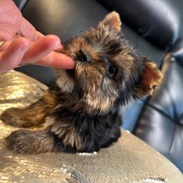Beauty - Black and gold female Yorkshire Terrier puppy in Riverside, California from Playful teacups Yorkshire