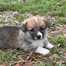 Red and white female 3 - Red female Pembroke Welsh Corgi puppy in Ocala, Florida from Rivermont Farm