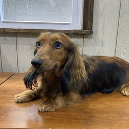 Skye - Dachshund
