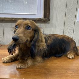 Skye - Dachshund