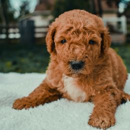 Goldendoodle Puppies from J + A Family Doodles