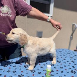 Girl 7 - Lime - Light golden female Golden Retriever puppy in Mc Minnville, Tennessee from Wishaw Whisky Golden Retrievers