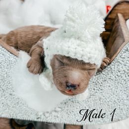 Boy 1 - Apricot male Goldendoodle puppy in Otisville, Michigan from Danie’s Darling Doodles LLC