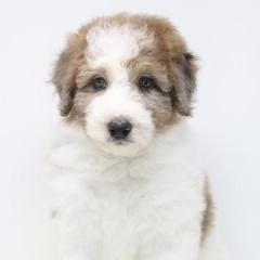 Bordoodle and Goldendoodle Puppies from Pacific Northwest Doodles