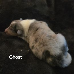 GHOST - Blue merle and white male Collie puppy in Lafayette, Indiana from Katrina's Collies