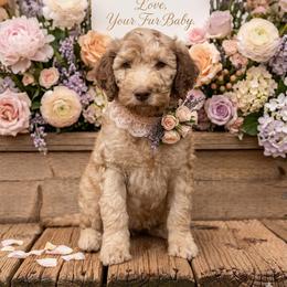 Sadie - Apricot female Poodle puppy in Sierra Vista, Arizona from KnightWatch K-9