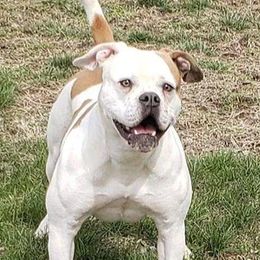Maya - American Bulldog