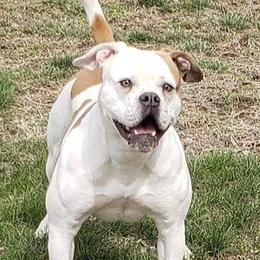 Maya - American Bulldog