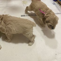 Cocker Spaniel Puppies from Thomas’ Cocker Spaniel Co.