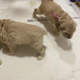 Cocker Spaniel Puppies from Thomas’ Cocker Spaniel Co.
