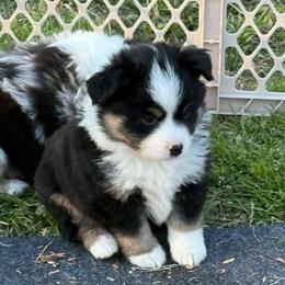 Smaller blaze - Black tri male Miniature Australian Shepherd puppy in Graham, North Carolina from Thompson Farm Mini Aussies