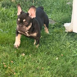 Dolce - Tricolors female French Bulldog puppy in Middletown, Rhode Island from Royal Frenchies LLC