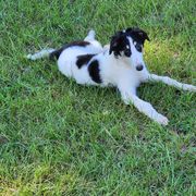 Girl 2 - Borzoi puppy in Aiken County, South Carolina from Nirvanah Borzoi