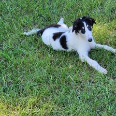 Girl 2 - Borzoi puppy in Aiken County, South Carolina from Nirvanah Borzoi
