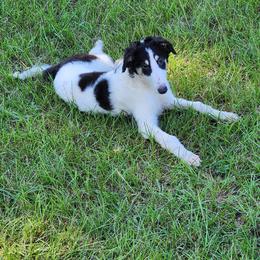 Girl 2 - Borzoi puppy in Aiken County, South Carolina from Nirvanah Borzoi