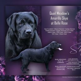 Skye - Labrador Retriever