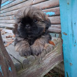 King - Brindle male Shih Tzu puppy in Memphis, Tennessee from Lady and the Tramp