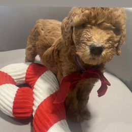 Winter - purple collar - Apricot female Goldendoodle puppy in Brea, California from Dhalia’s Doodles