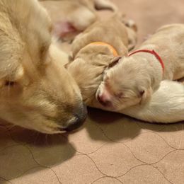 Goldendoodle and Golden Retriever Puppies from Gate City Goldens