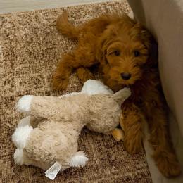 Junie - Red  female Goldendoodle puppy in California City, California from Summer Sun Doodles