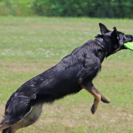 Alaskan Malamute and German Shepherd Puppies from Willowhaus