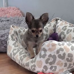 AKC Long Coat - Black sabled fawn male Chihuahua puppy in Cape Coral, Florida from Inspired Chihuahuas