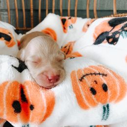 Dachshund Puppies from Mill Creek Dachshunds