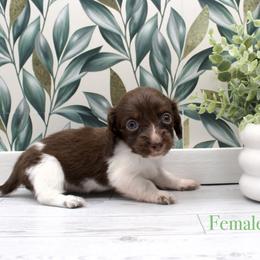 Tiny - Piebald female Dachshund puppy in Wichita, Kansas from Geta Long Little Doggie