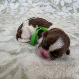 George Washington- Green Collar - Liver and white male Shih Tzu puppy in Troy, Ohio from Oodles of Doodles