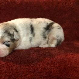 Australian Shepherd Puppies from High West Aussies