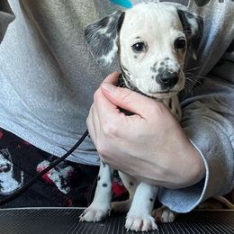 Hermione - White and black Dalmatian puppy in Richmond, Virginia from Darrfield