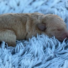 Teddy - Apricot male Goldendoodle puppy in Ambrose, Georgia from Brandilyn's Aussies