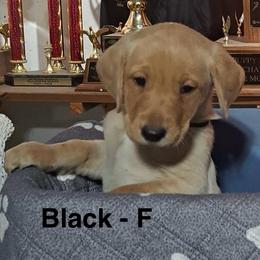 Black Collar - Yellow female Labrador Retriever puppy in Delavan, Wisconsin from Diamond Flush Gun Dogs
