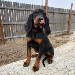 Miss Red - Black and tan female Black and Tan Coonhound puppy in Pueblo, Colorado from BT Coonhound