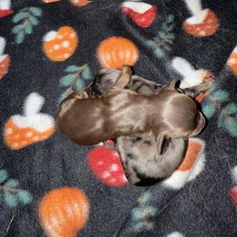 Male 2 - Chocolate and tan male Dachshund puppy in Barry, Texas from FireGlow Kennels AKC